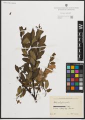 Foto von Salix phylicifolia L.
